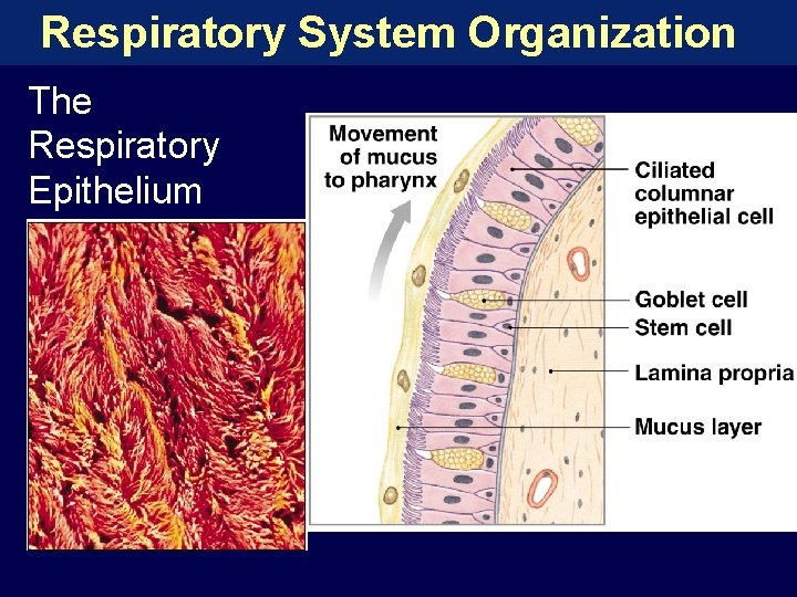 Respiratory System Organization The Respiratory Epithelium 