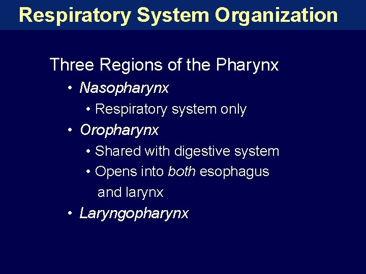 Respiratory System Organization Three Regions of the Pharynx • Nasopharynx • Respiratory system only