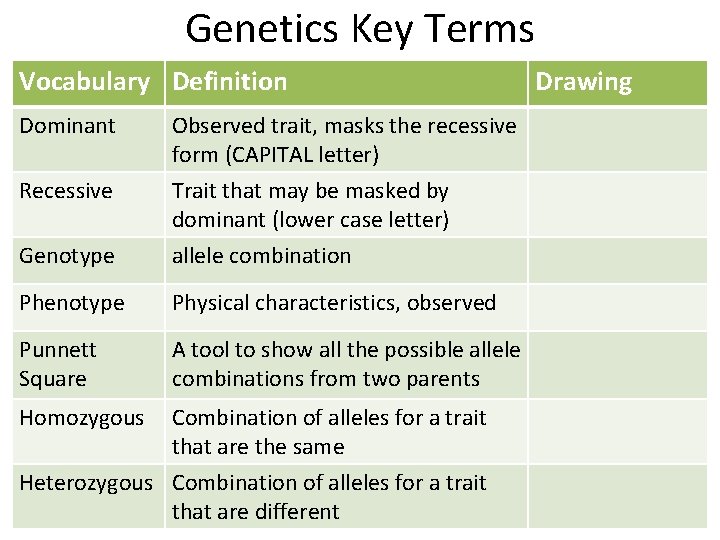 Genetics Key Terms Vocabulary Definition Dominant Observed trait, masks the recessive form (CAPITAL letter)