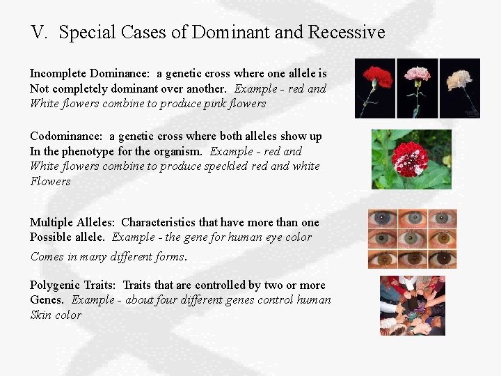 V. Special Cases of Dominant and Recessive Incomplete Dominance: a genetic cross where one