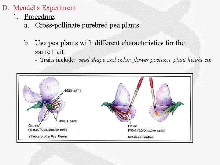 D. Mendel’s Experiment 1. Procedure: a. Cross-pollinate purebred pea plants b. Use pea plants