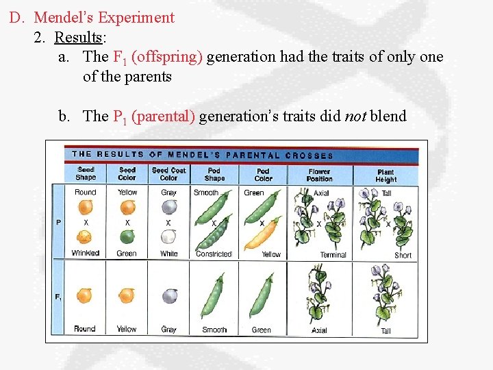 D. Mendel’s Experiment 2. Results: a. The F 1 (offspring) generation had the traits