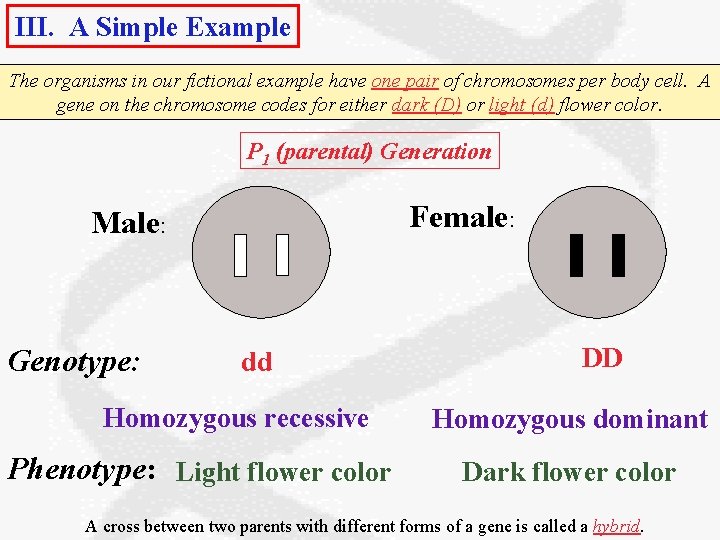 III. A Simple Example The organisms in our fictional example have one pair of