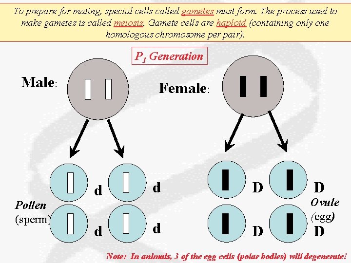 To prepare for mating, special cells called gametes must form. The process used to