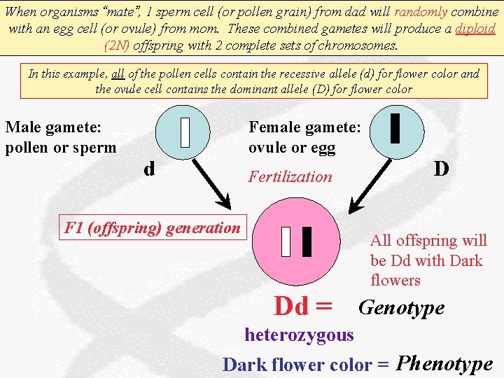 When organisms “mate”, 1 sperm cell (or pollen grain) from dad will randomly combine
