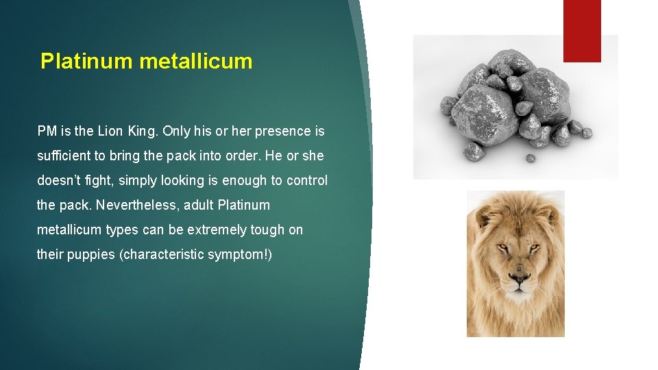 Platinum metallicum PM is the Lion King. Only his or her presence is sufficient