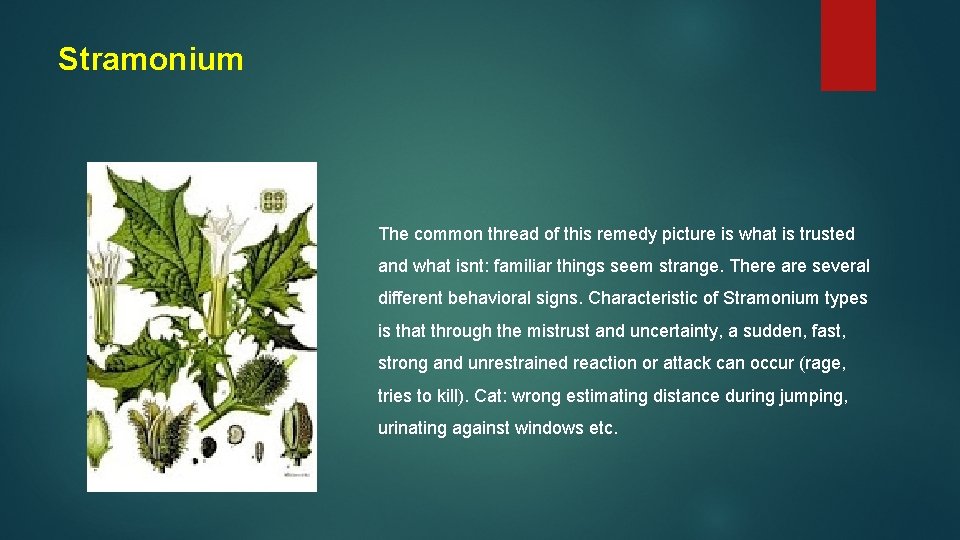 Stramonium The common thread of this remedy picture is what is trusted and what