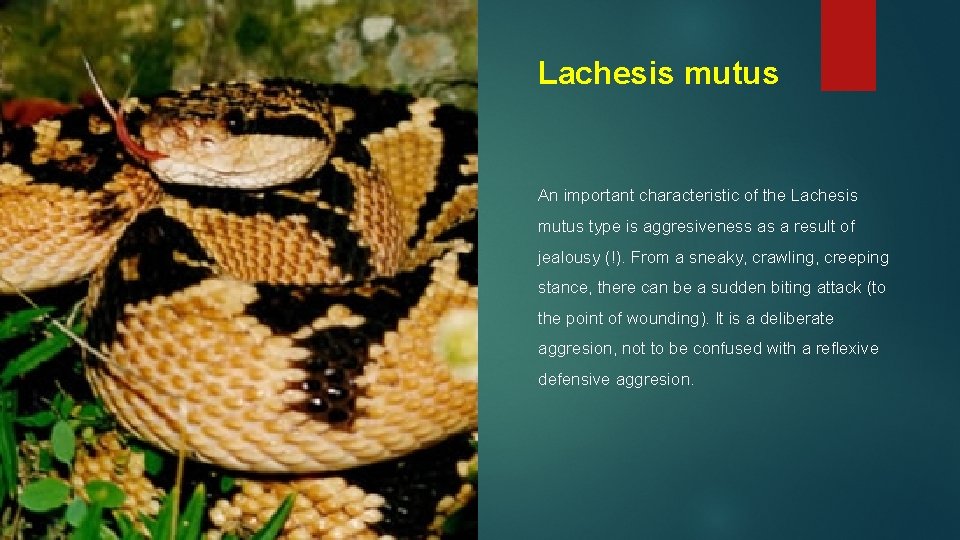 Lachesis mutus An important characteristic of the Lachesis mutus type is aggresiveness as a