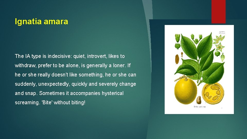 Ignatia amara The IA type is indecisive: quiet, introvert, likes to withdraw, prefer to