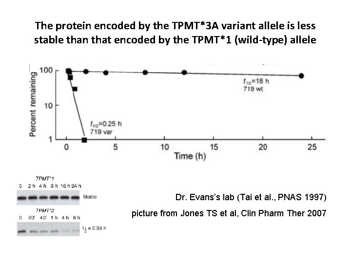 The protein encoded by the TPMT*3 A variant allele is less stable than that