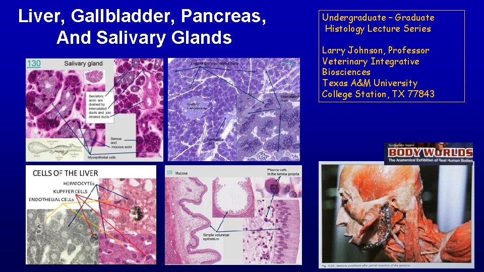 Liver, Gallbladder, Pancreas, And Salivary Glands Undergraduate – Graduate Histology Lecture Series Larry Johnson,