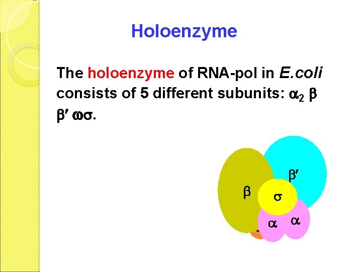 Holoenzyme The holoenzyme of RNA-pol in E. coli consists of 5 different subunits: 2