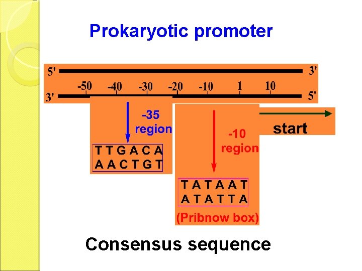 Prokaryotic promoter Consensus sequence 