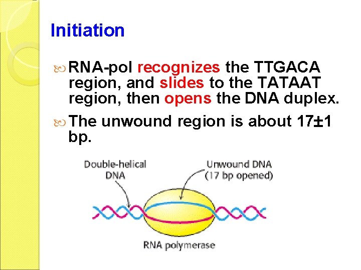 Initiation RNA-pol recognizes the TTGACA region, and slides to the TATAAT region, then opens