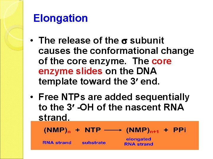 Elongation • The release of the subunit causes the conformational change of the core