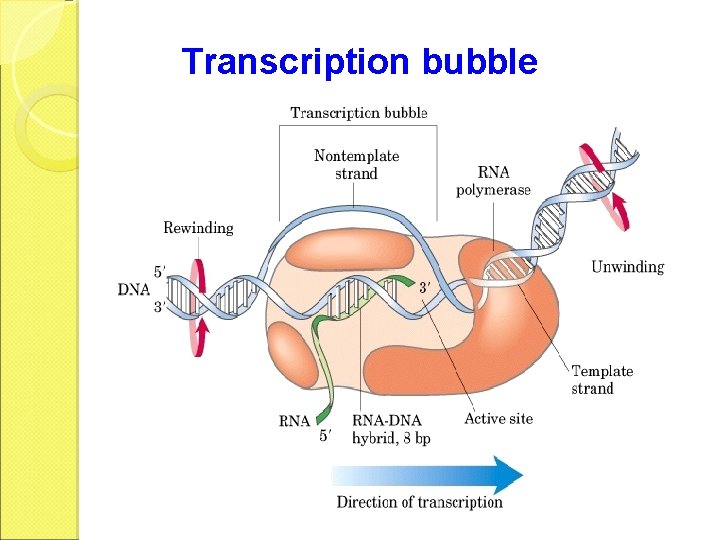 Transcription bubble 