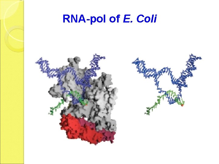 RNA-pol of E. Coli 