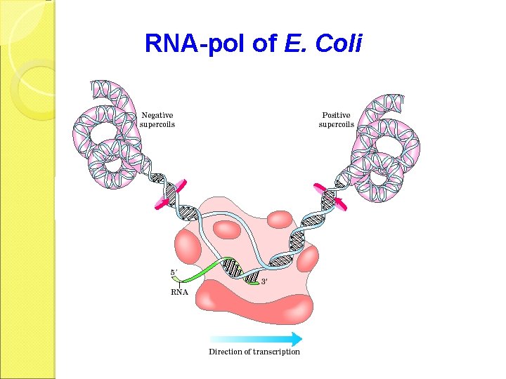 RNA-pol of E. Coli 