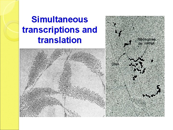 Simultaneous transcriptions and translation 