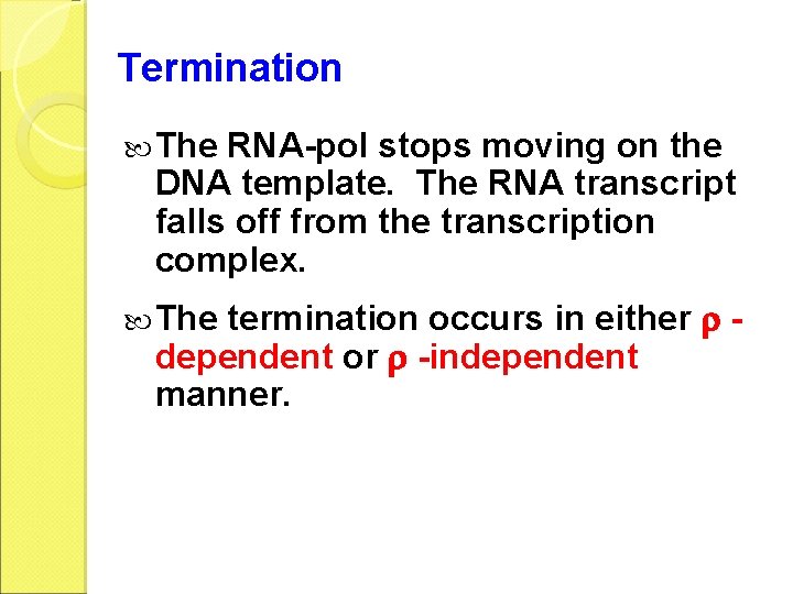 Termination The RNA-pol stops moving on the DNA template. The RNA transcript falls off