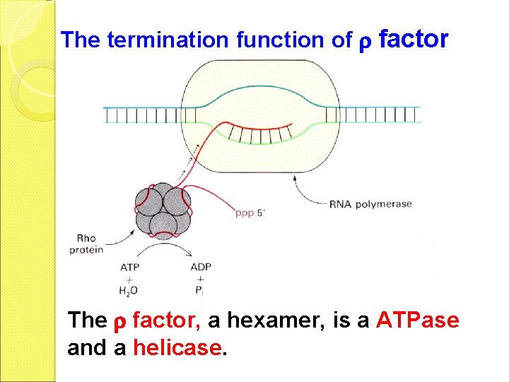 The termination function of factor The factor, a hexamer, is a ATPase and a