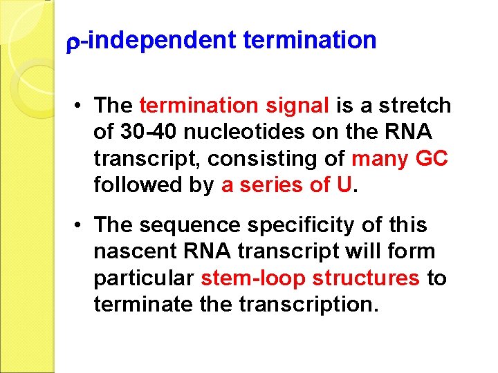  -independent termination • The termination signal is a stretch of 30 -40 nucleotides