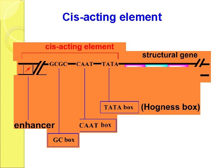 Cis-acting element 