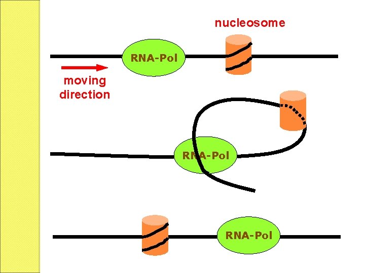 nucleosome RNA-Pol moving direction RNA-Pol 