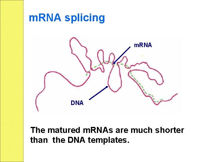 m. RNA splicing m. RNA DNA The matured m. RNAs are much shorter than
