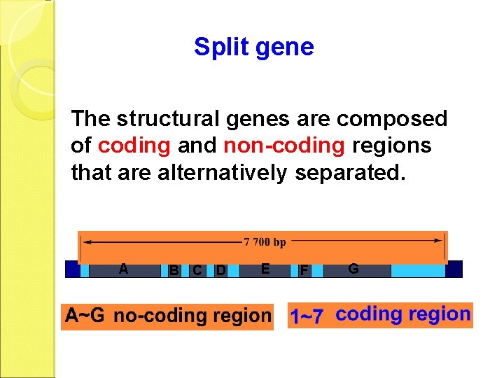 Split gene The structural genes are composed of coding and non-coding regions that are