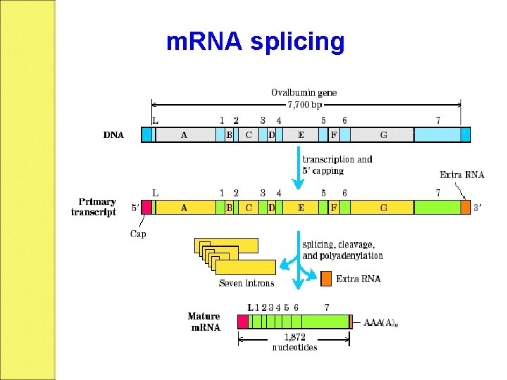 m. RNA splicing 