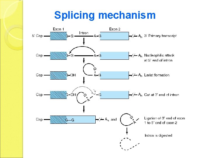Splicing mechanism 