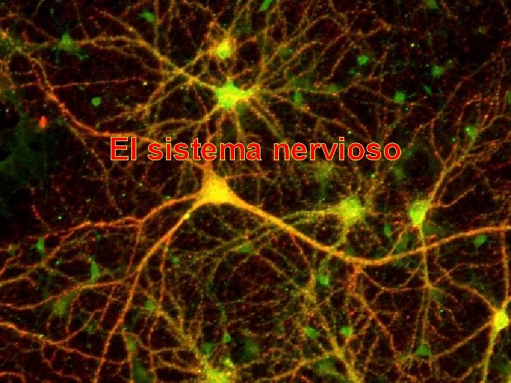 El sistema nervioso 