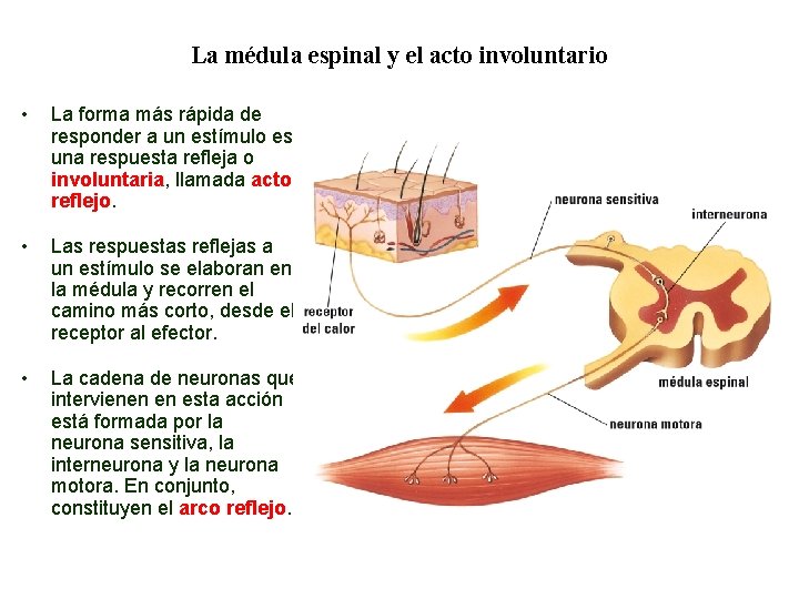 04 La médula espinal y el acto involuntario • La forma más rápida de