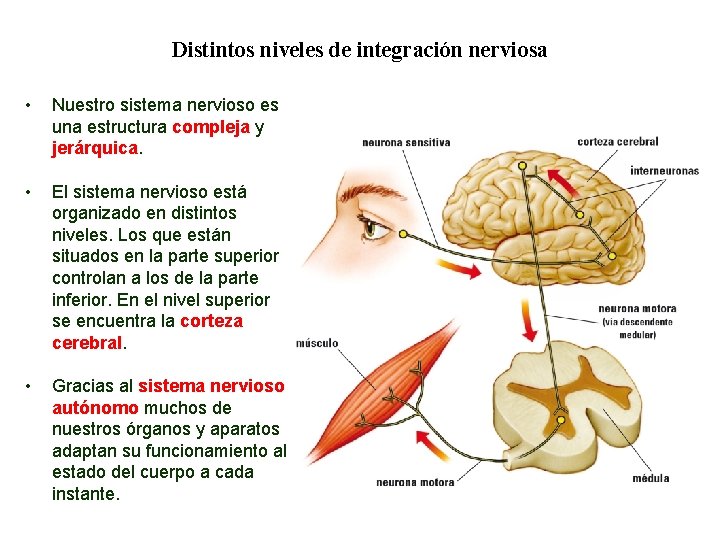 04 Distintos niveles de integración nerviosa • Nuestro sistema nervioso es una estructura compleja