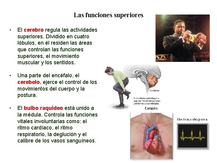 04 Las funciones superiores • El cerebro regula las actividades superiores. Dividido en cuatro