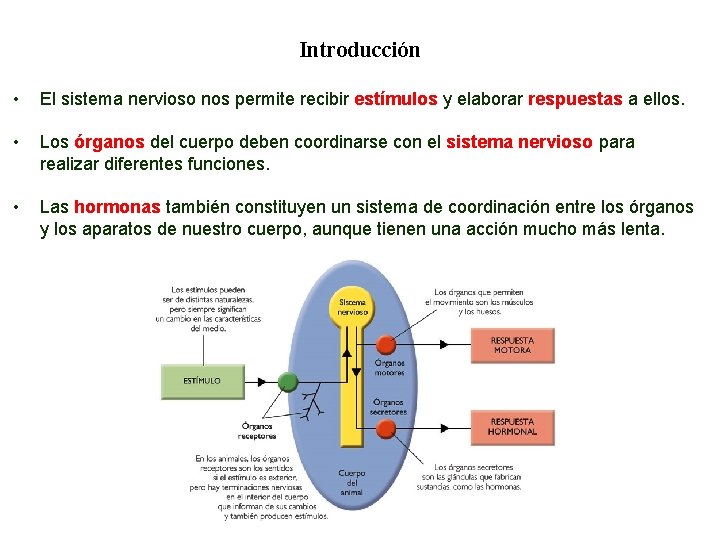 04 Introducción • El sistema nervioso nos permite recibir estímulos y elaborar respuestas a