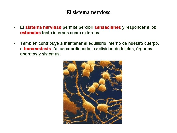 04 El sistema nervioso • El sistema nervioso permite percibir sensaciones y responder a