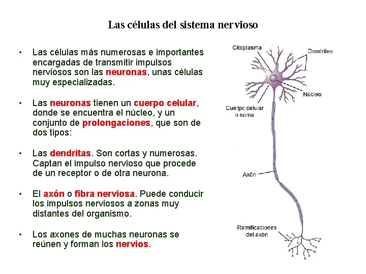 04 Las células del sistema nervioso • Las células más numerosas e importantes encargadas