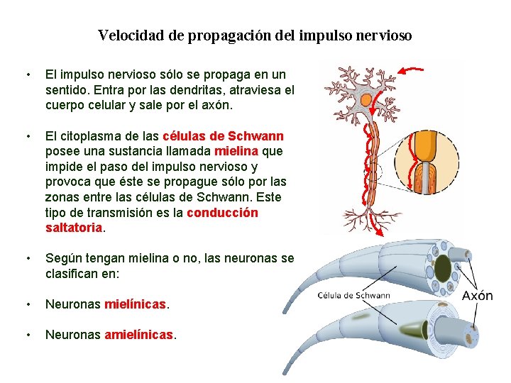 04 Velocidad de propagación del impulso nervioso • El impulso nervioso sólo se propaga