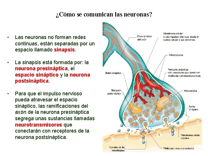 04 ¿Cómo se comunican las neuronas? • Las neuronas no forman redes continuas, están