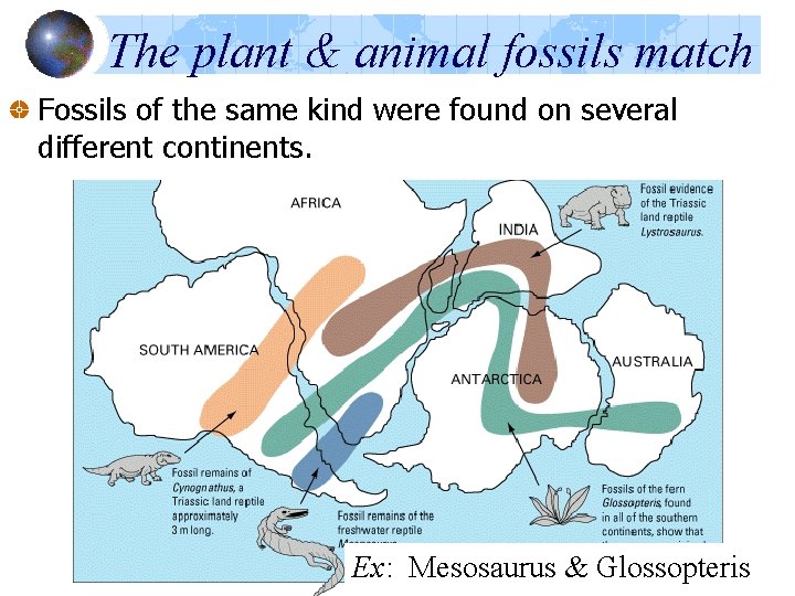 The plant & animal fossils match Fossils of the same kind were found on The plant & animal fossils match Fossils of the same kind were found on