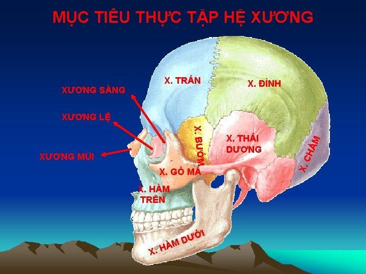 MỤC TIÊU THỰC TẬP HỆ XƯƠNG SÀNG X. TRÁN X. ĐỈNH X. GÒ MÁ