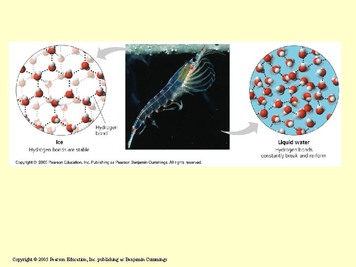 Copyright © 2005 Pearson Education, Inc. publishing as Benjamin Cummings 