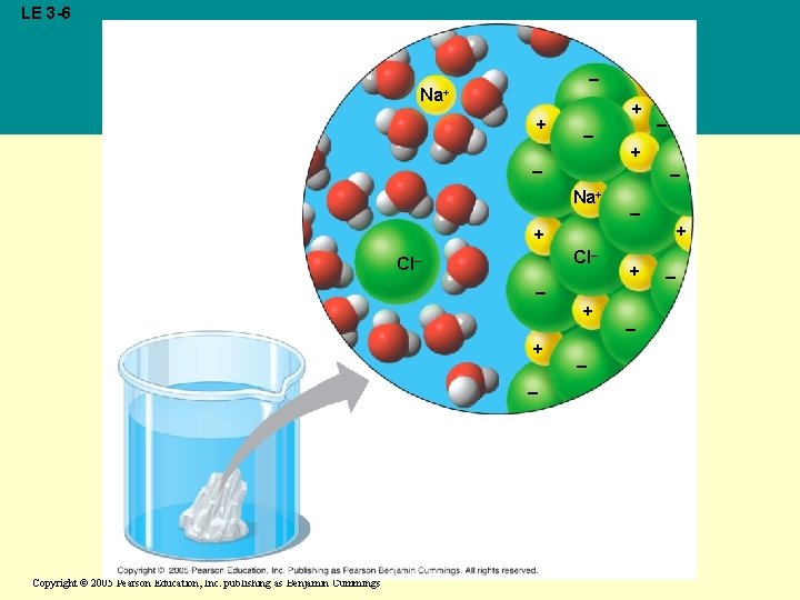 LE 3 -6 – Na+ + + – – – + – Na+ –