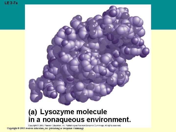 LE 3 -7 a Lysozyme molecule in a nonaqueous environment. Copyright © 2005 Pearson