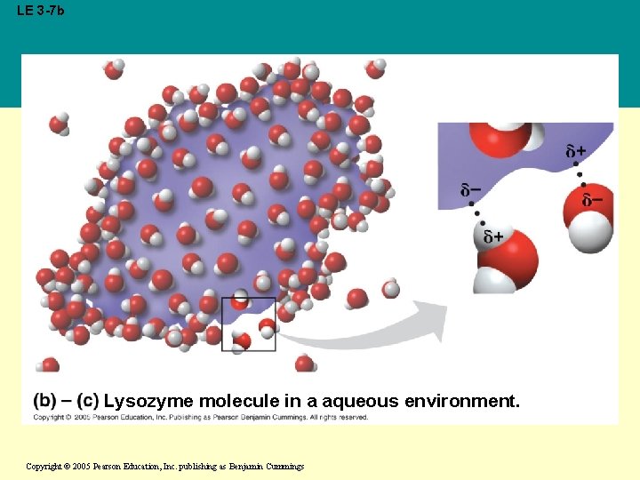 LE 3 -7 b Lysozyme molecule in a aqueous environment. Copyright © 2005 Pearson