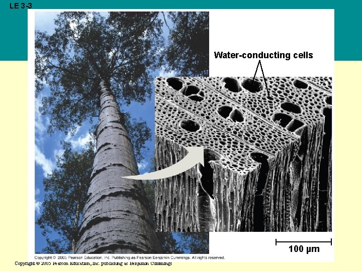 LE 3 -3 Water-conducting cells 100 µm Copyright © 2005 Pearson Education, Inc. publishing