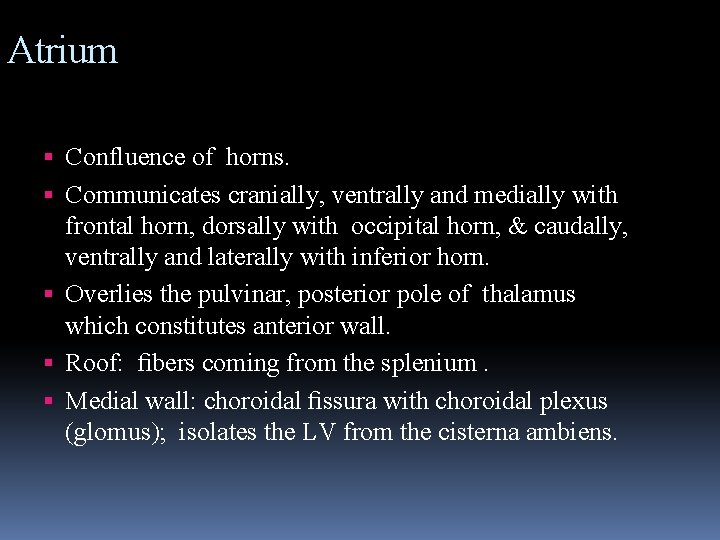 Atrium Confluence of horns. Communicates cranially, ventrally and medially with frontal horn, dorsally with