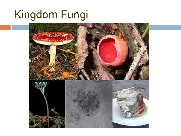 Kingdom Fungi 